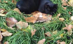 Featured image of post 拍猫日常