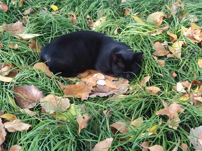 Featured image of post 拍猫日常